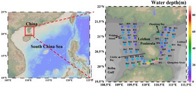 Distribution characteristics of size-fractionated Chlorophyll a in the coastal area of the Leizhou Peninsula in winter